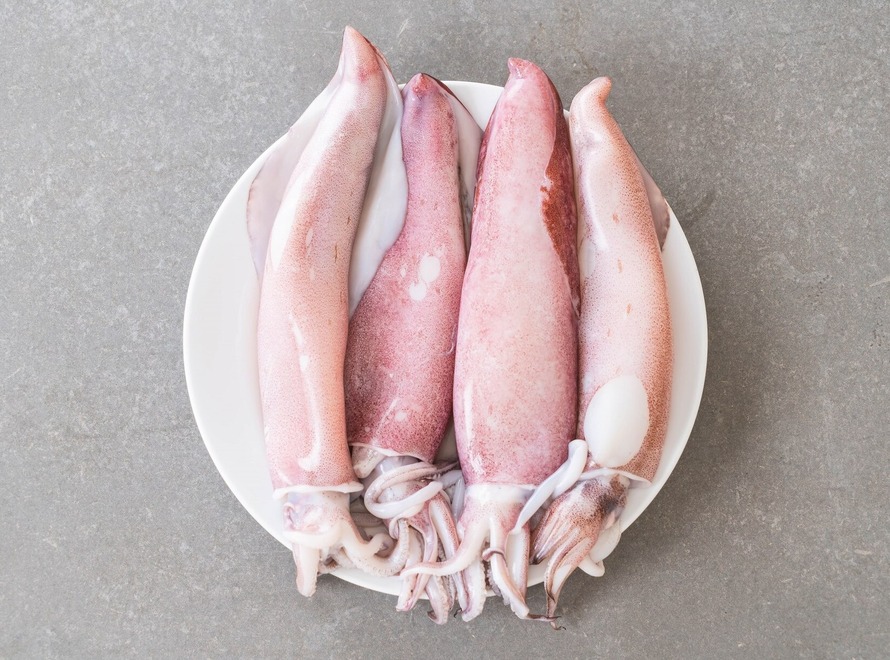 Squid